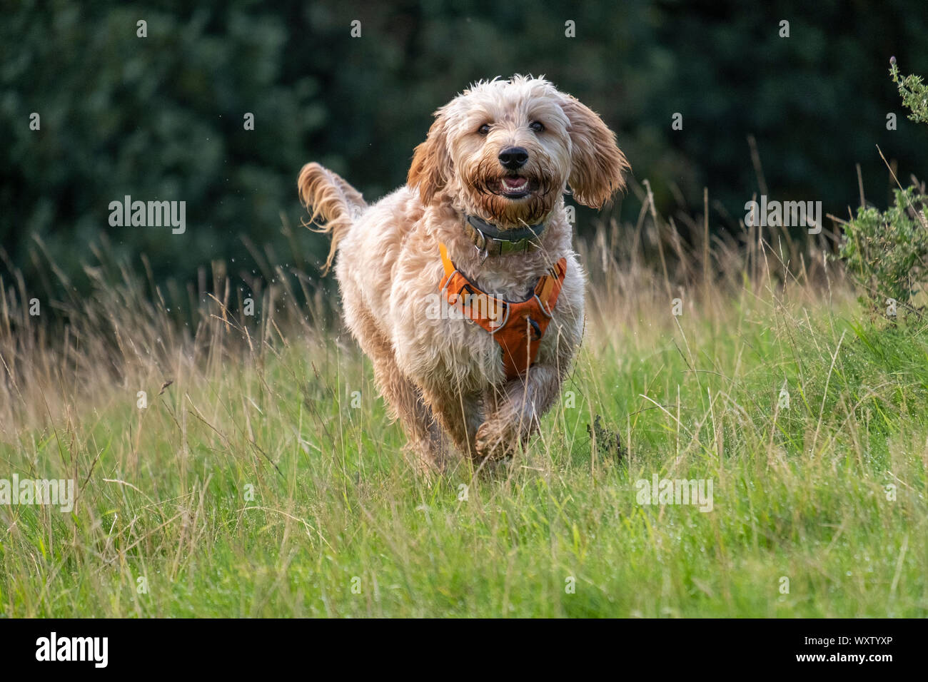Happy, playful, shaggy Goldendoodle puppy dog in a harness runs through