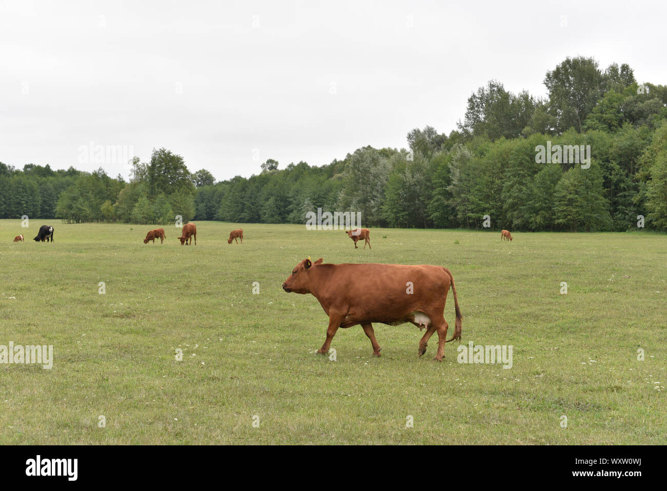 Cows Volyn meat, limousine, abordin.Rural composition. Cows grazing in ...