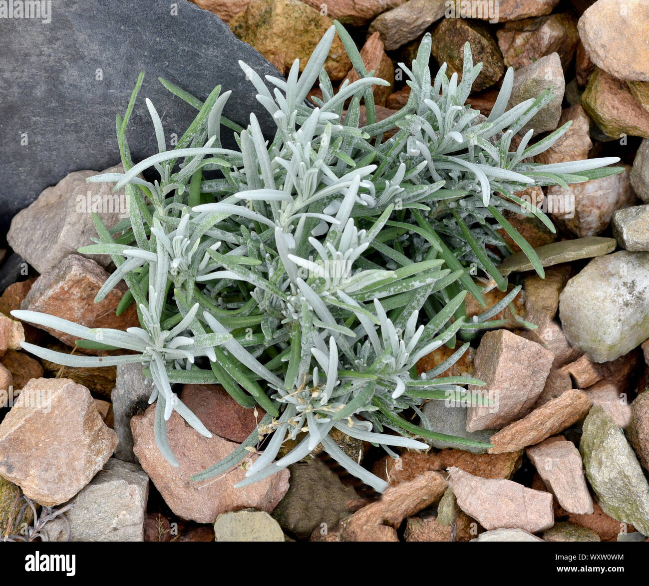 Lavendula Vera High Resolution Stock Photography and Images Alamy