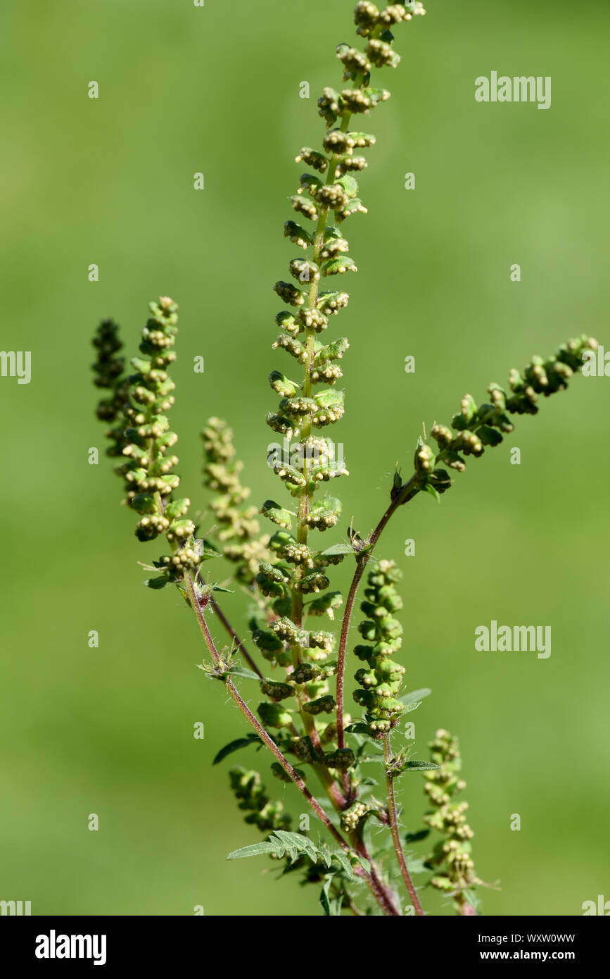 Ambrosia artemisiifolia, ist eine allergieausloesende gefaehrliche,  invasive Pflanze. Ambrosia artemisiifolia, is an allergenic, invasive plant  that c Stock Photo - Alamy