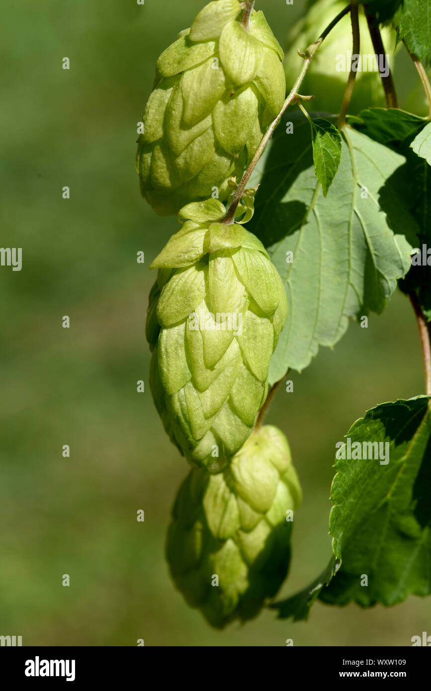 Hopfen, Humulus lupulus ist eine Rankpflanze die, unter Anderem, zur Bierherstellung verwendet wird. Sie ist eine wichtige Heilpflanze und wird auch i Stock Photo