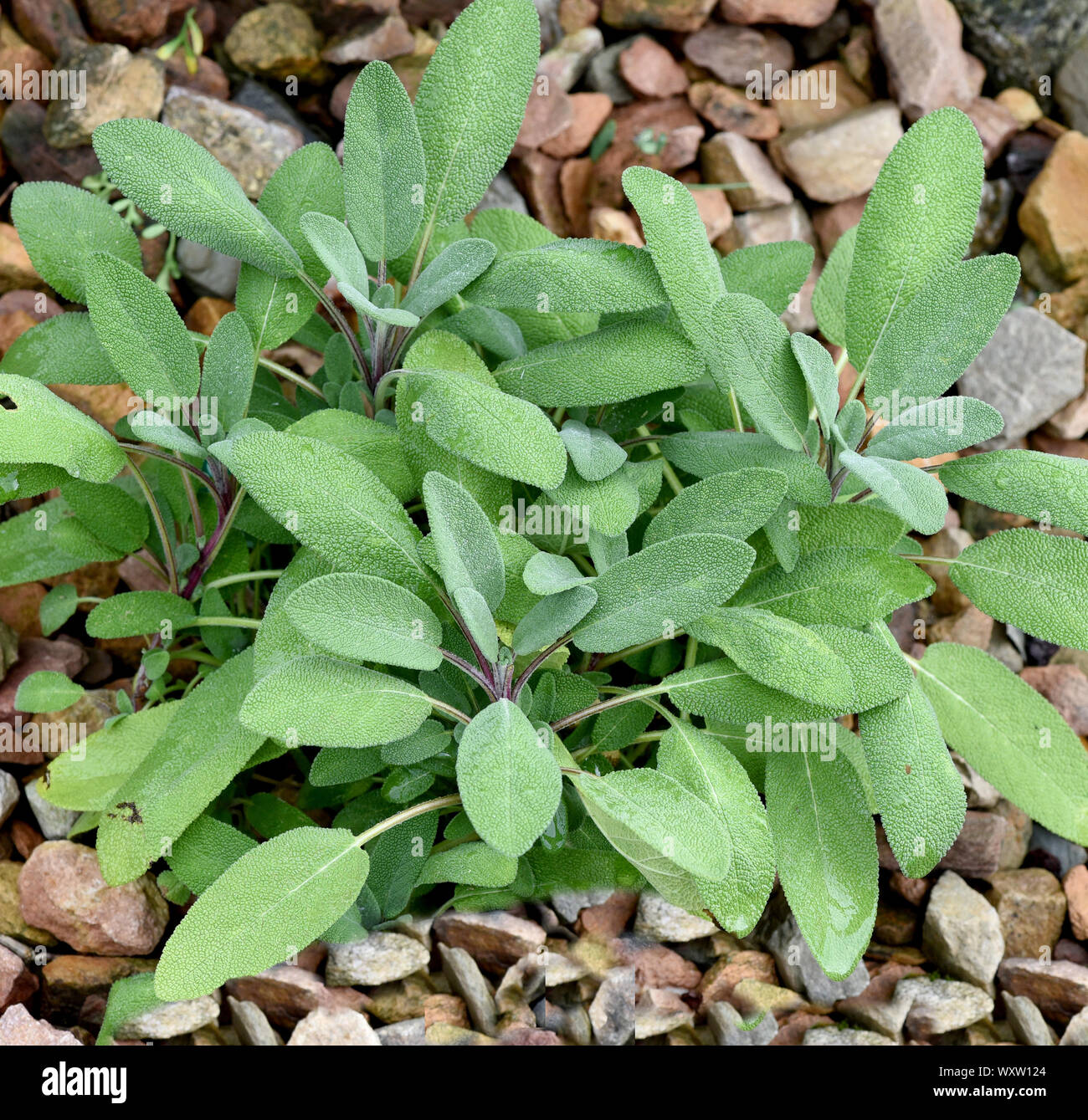 Salbei, Salvia officinalis, Growers Friend, ist eine wichtige Heilpflanze und eine Duftpflanze mit blauen Blueten. Sie ist eine schoene Staude und wir Stock Photo