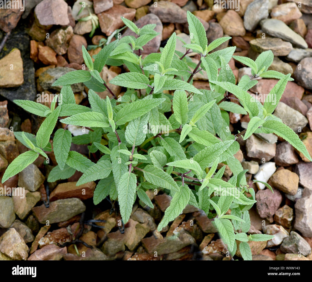 Salbei, Samt-, Salvia leucanhe, ist eine wichtige Heilpflanze und eine Duftpflanze mit blauen Blueten. Sie ist eine schoene Staude und wird auch in de Stock Photo