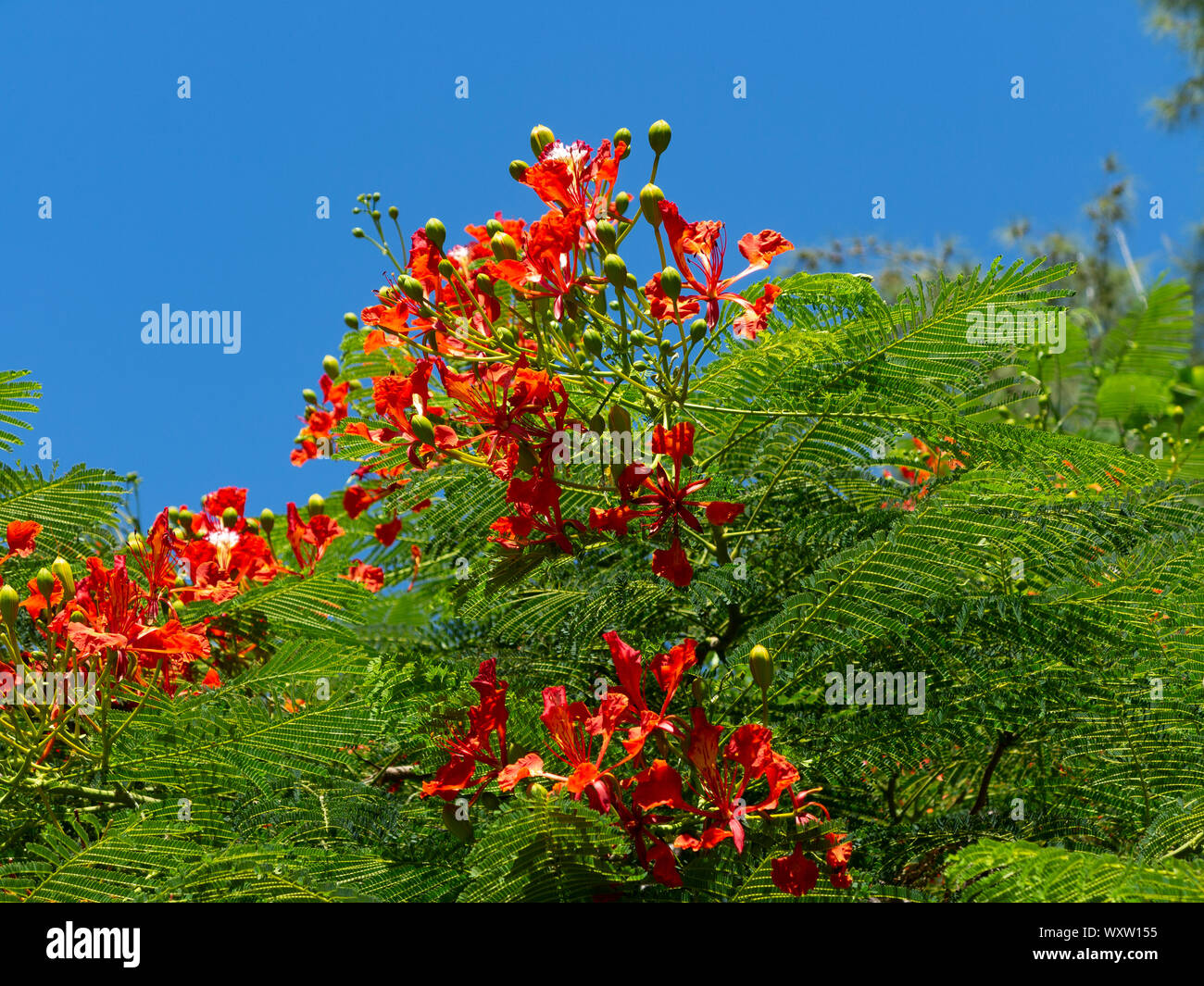 Close up areas of a flame tree in bloom against a bright blue sky, Bermuda Stock Photo