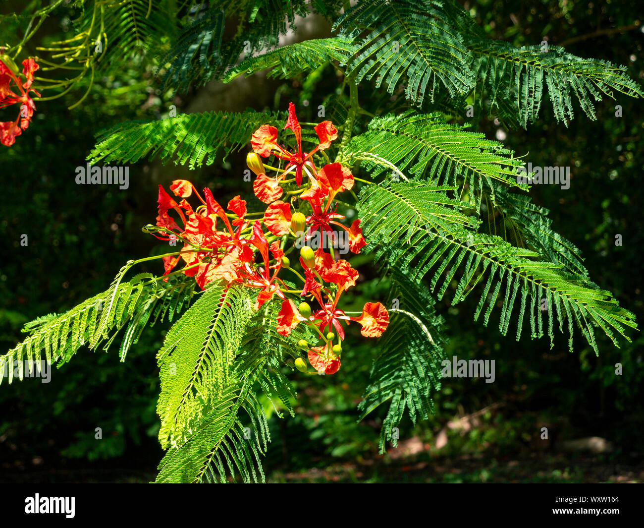 Close up areas of a flame tree in bloom, Bermuda Stock Photo
