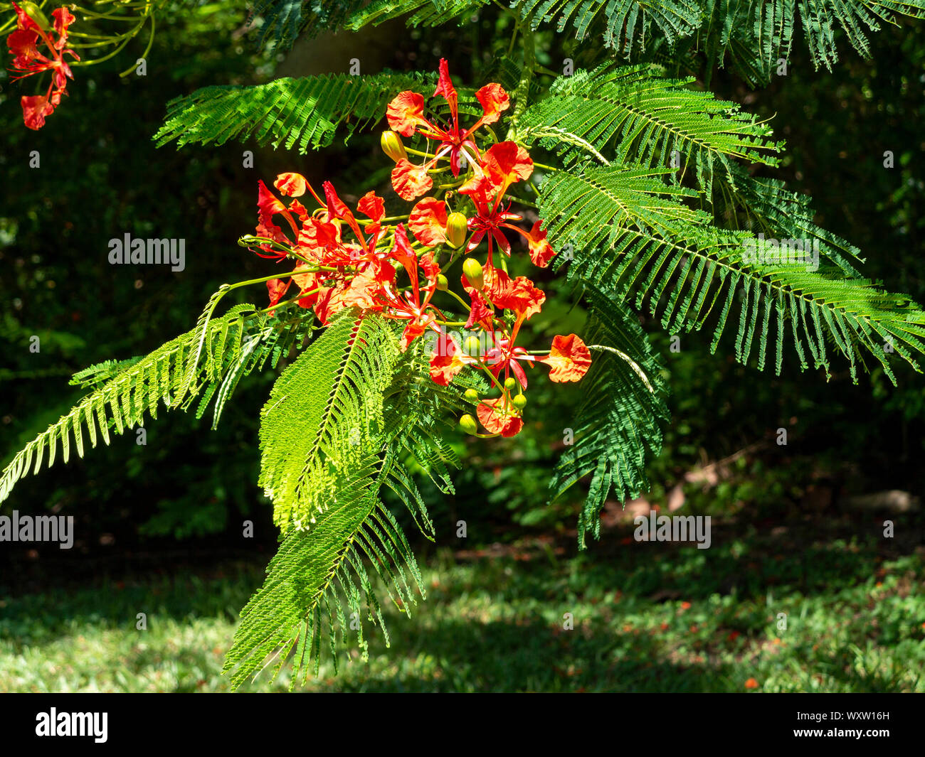 Close up areas of a flame tree in bloom, Bermuda Stock Photo