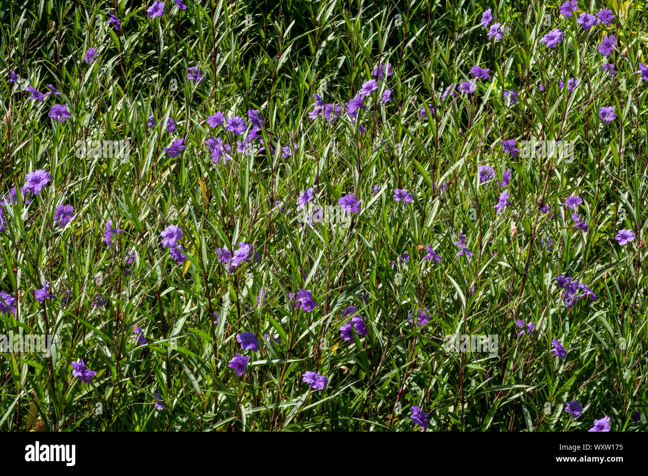 A field of purple Ruellia simplex, Bermuda Stock Photo
