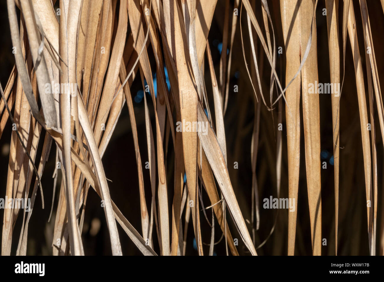 Close up section of dead palm fronds, Bermuda Stock Photo