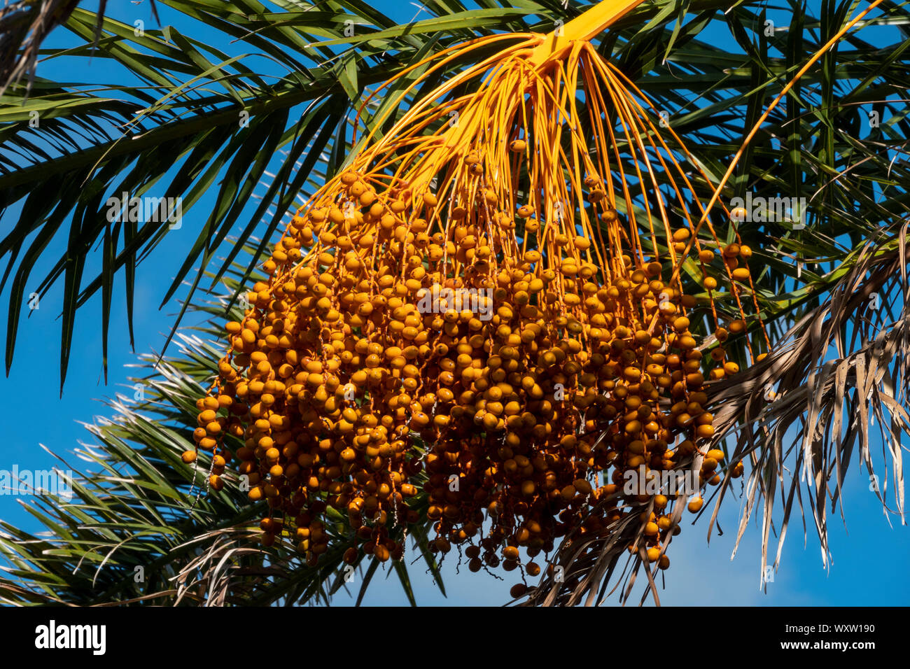 A detail of hanging date palm seeds with palm leaves and blue sky in the background Stock Photo