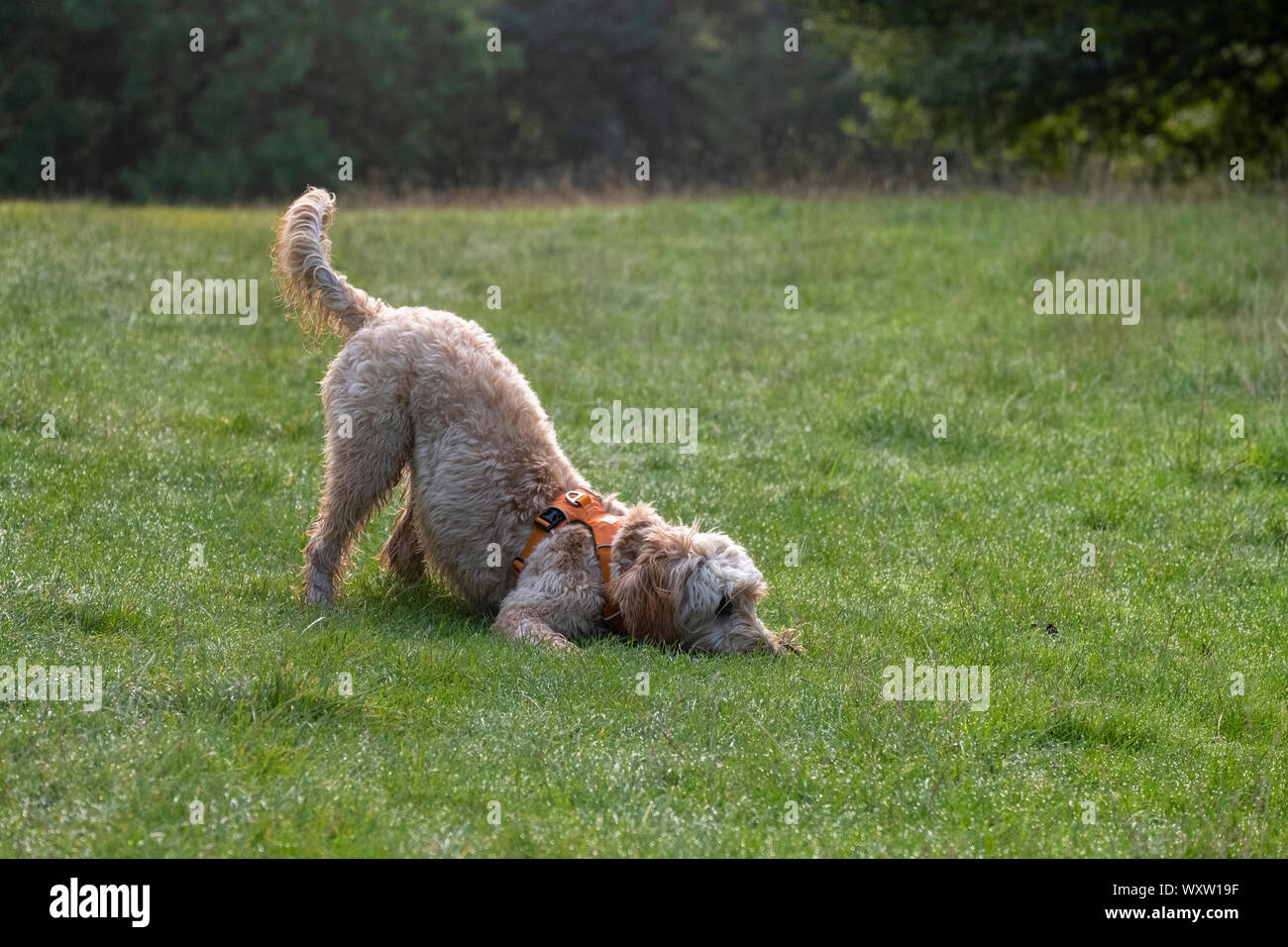 goldendoodle harness