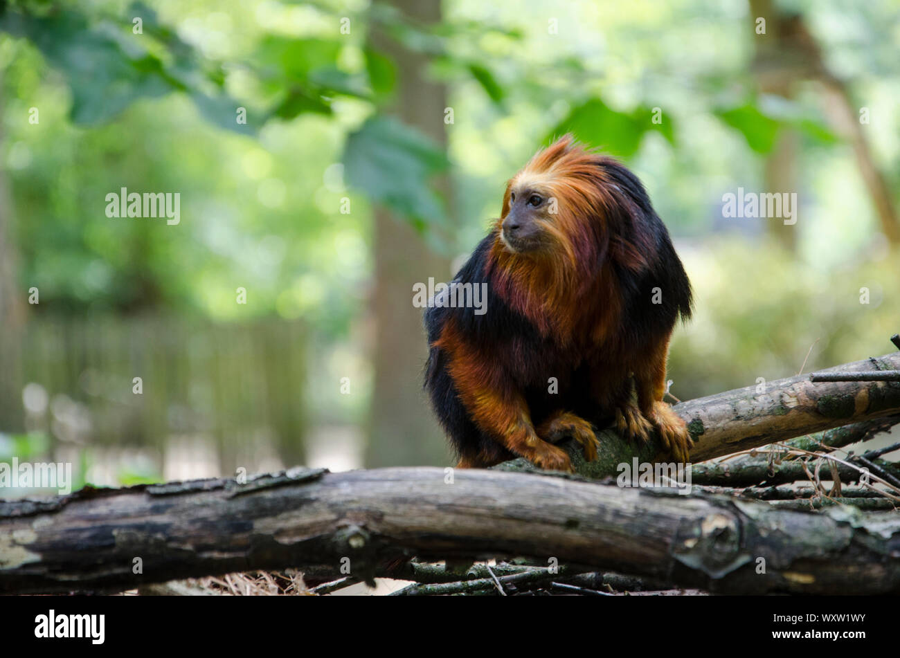 Golden Headed Lion Tamarin close up in his habitat. Monkey with red hair  and black fur Stock Photo - Alamy
