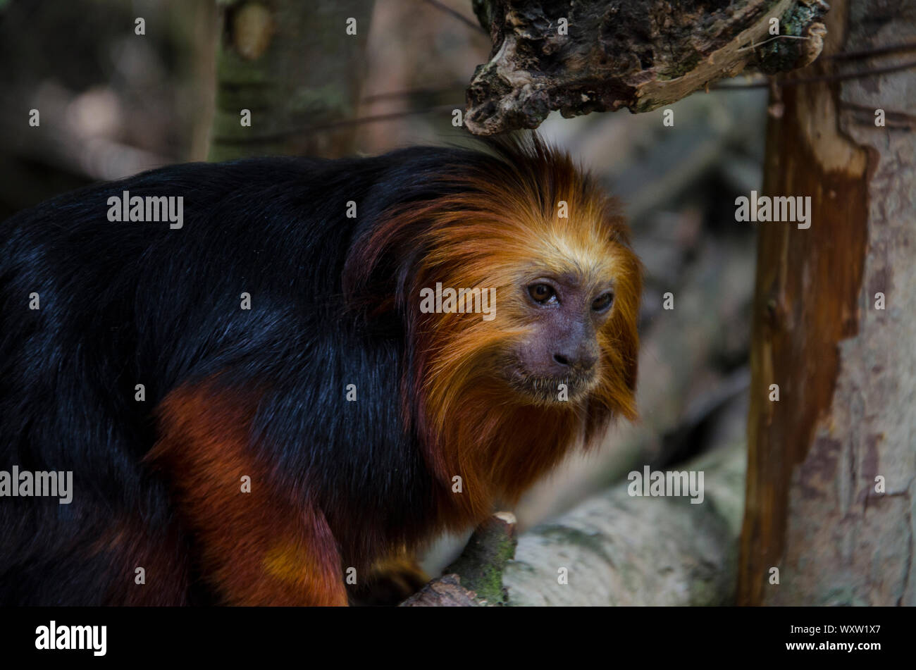 Golden Headed Lion Tamarin close up in his habitat. Monkey with red hair and black fur Stock Photo - Alamy Golden Headed Lion Tamarin close up in his habitat. Monkey with red hair and black fur Stock Photo - Alamy