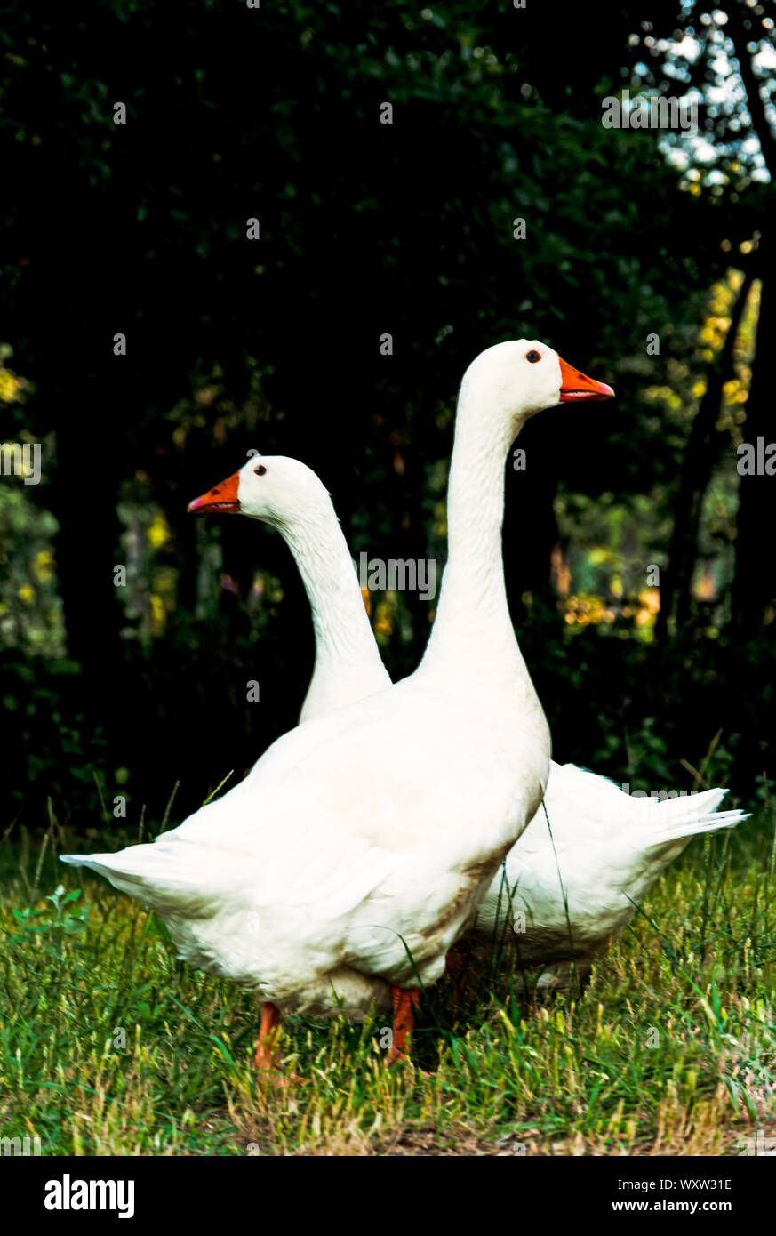 Two white domestic goose standing side by side facing in opposite directions in a grassy field with woodland trees in a close up low angle view Stock Photo