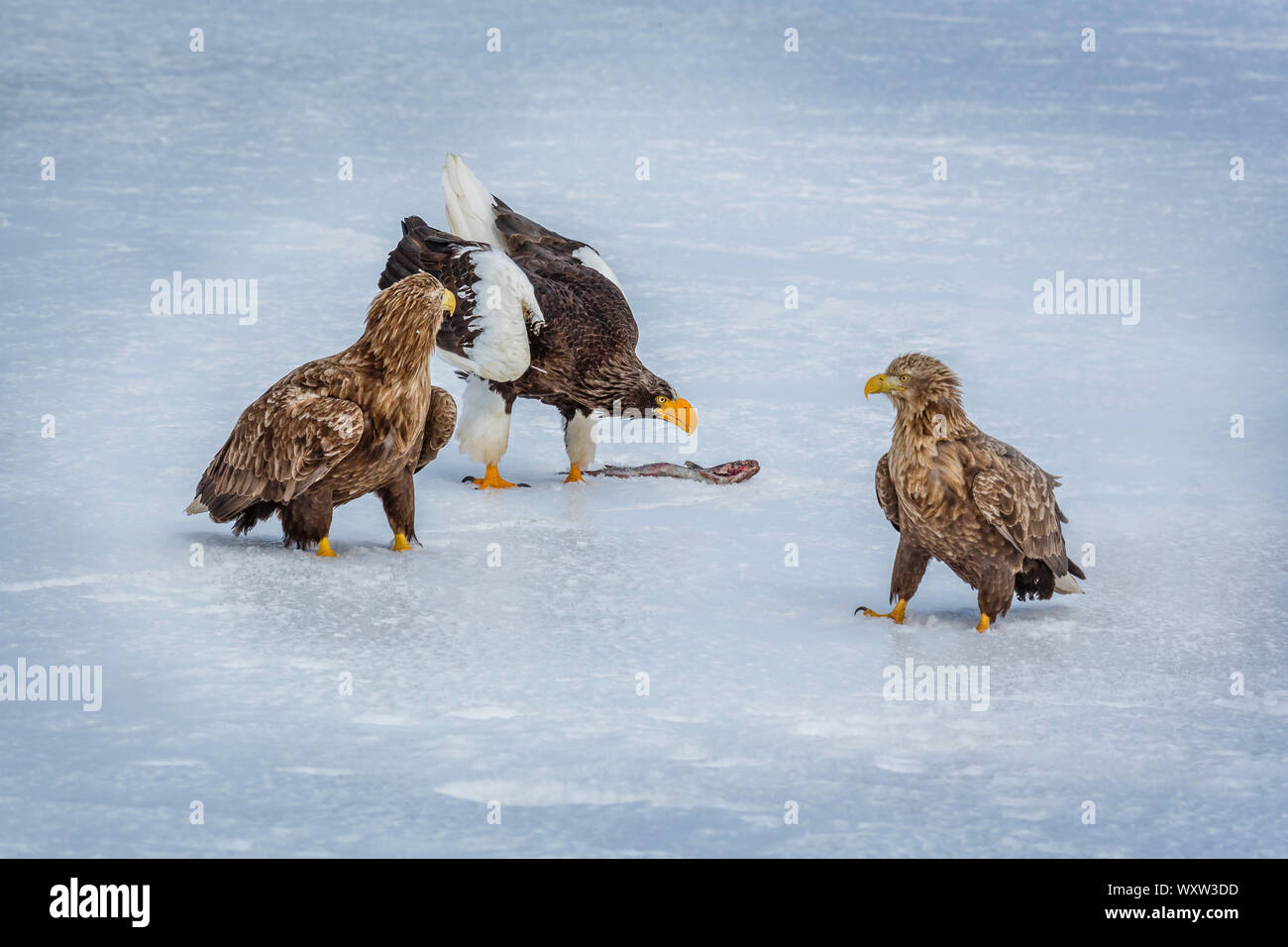 white tailed sea eagle facing each other on ice pack, hokkaido Japan Stock Photo