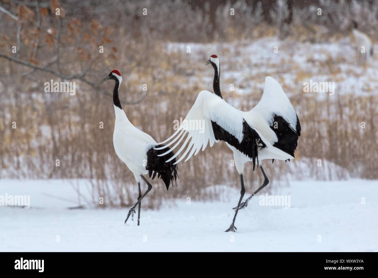 red crowned cranes couple walking in teh snow in winter, Hokakido Stock Photo