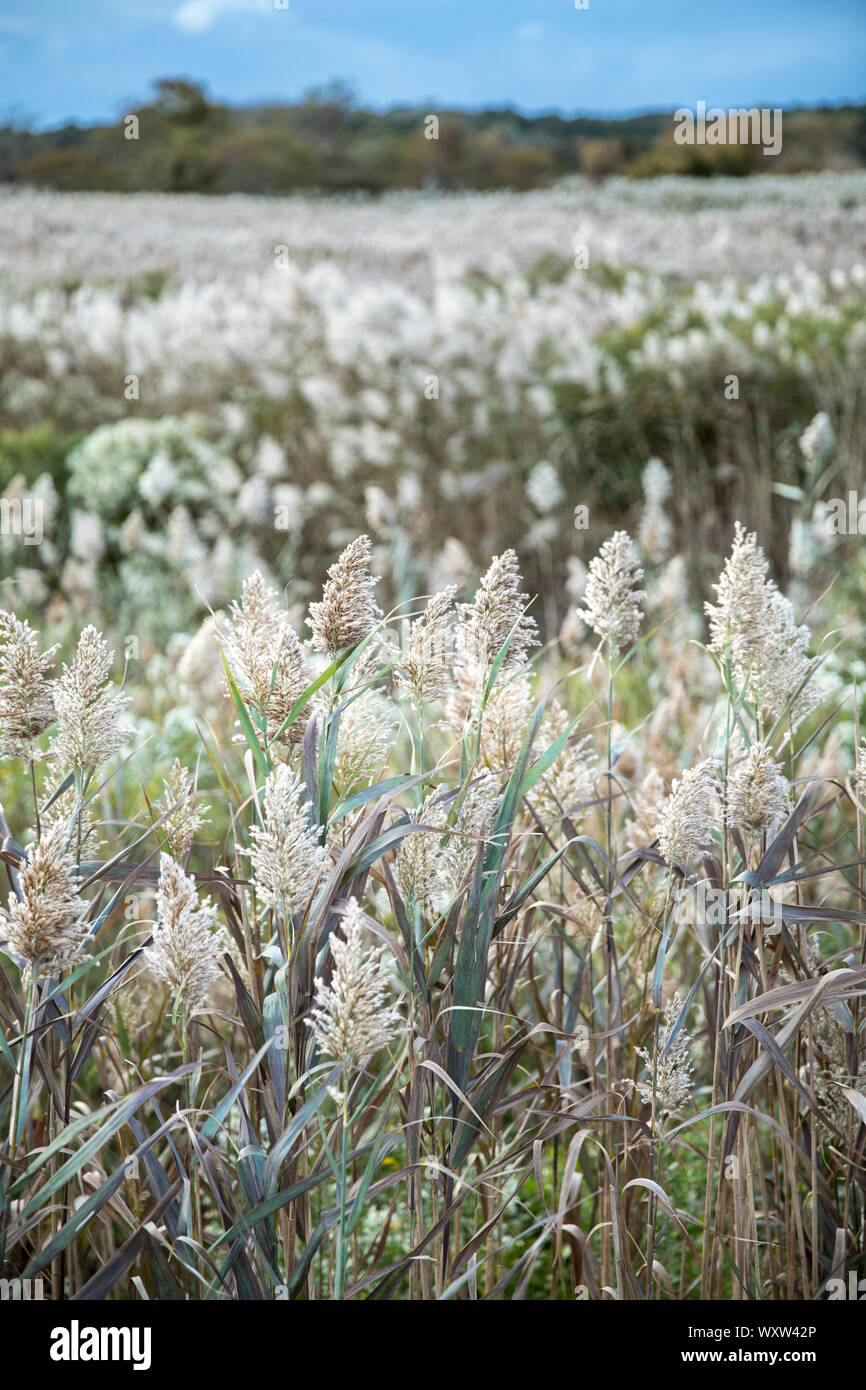 Salt Water Reeds Reeds in salt marsh on Cape Cod, Massachusetts, USA Stock Photo - Alamy
