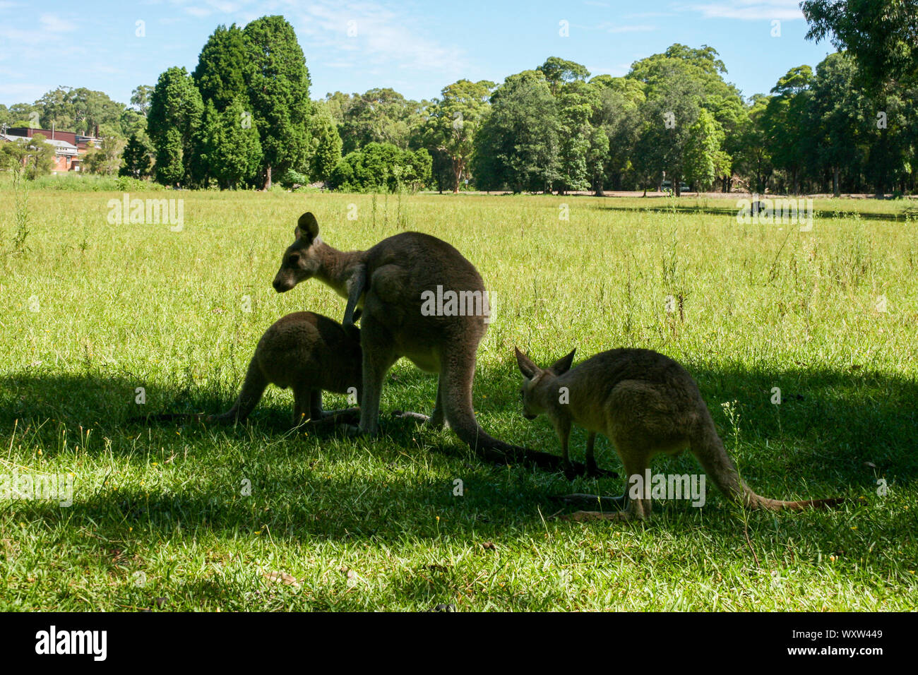 Kangaroos jumping hires stock photography and images Alamy
