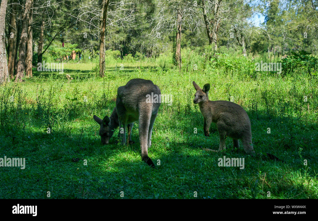 Kangaroos jumping hires stock photography and images Alamy
