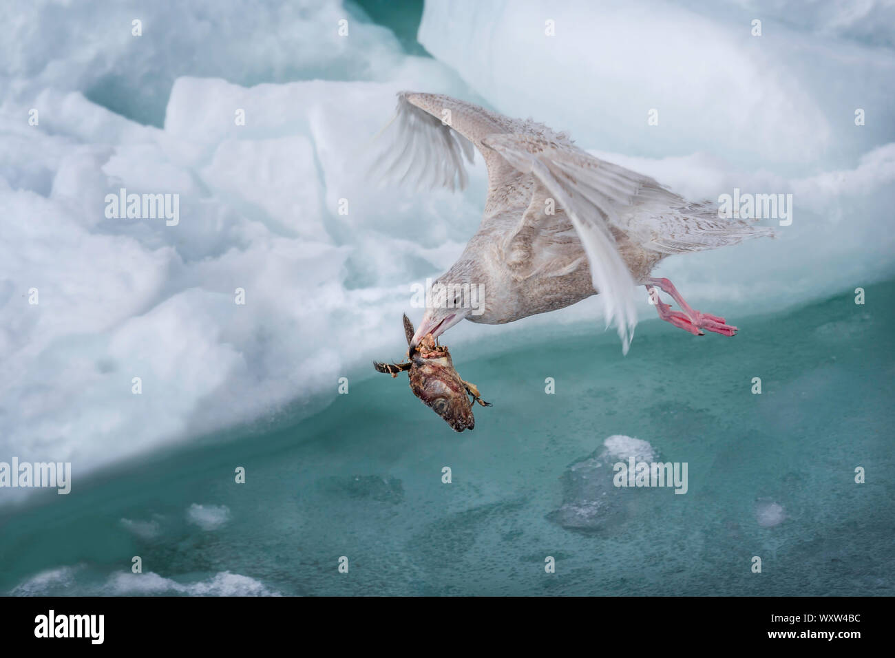 seagull with prey in flight on ice pack in winter , hokkaido Japan Stock Photo