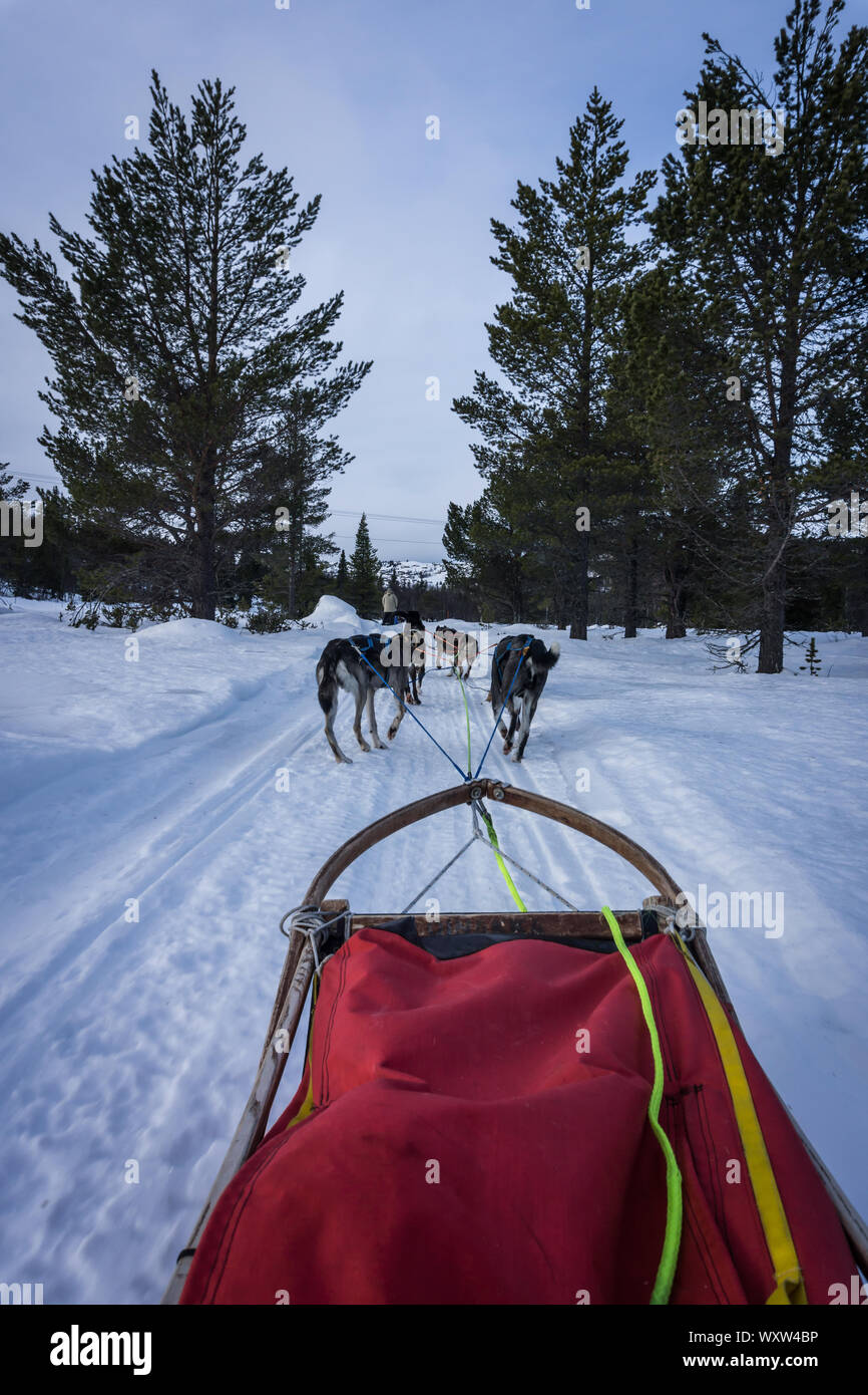 POV image of dog sled ride in Norway in winter Stock Photo Alamy