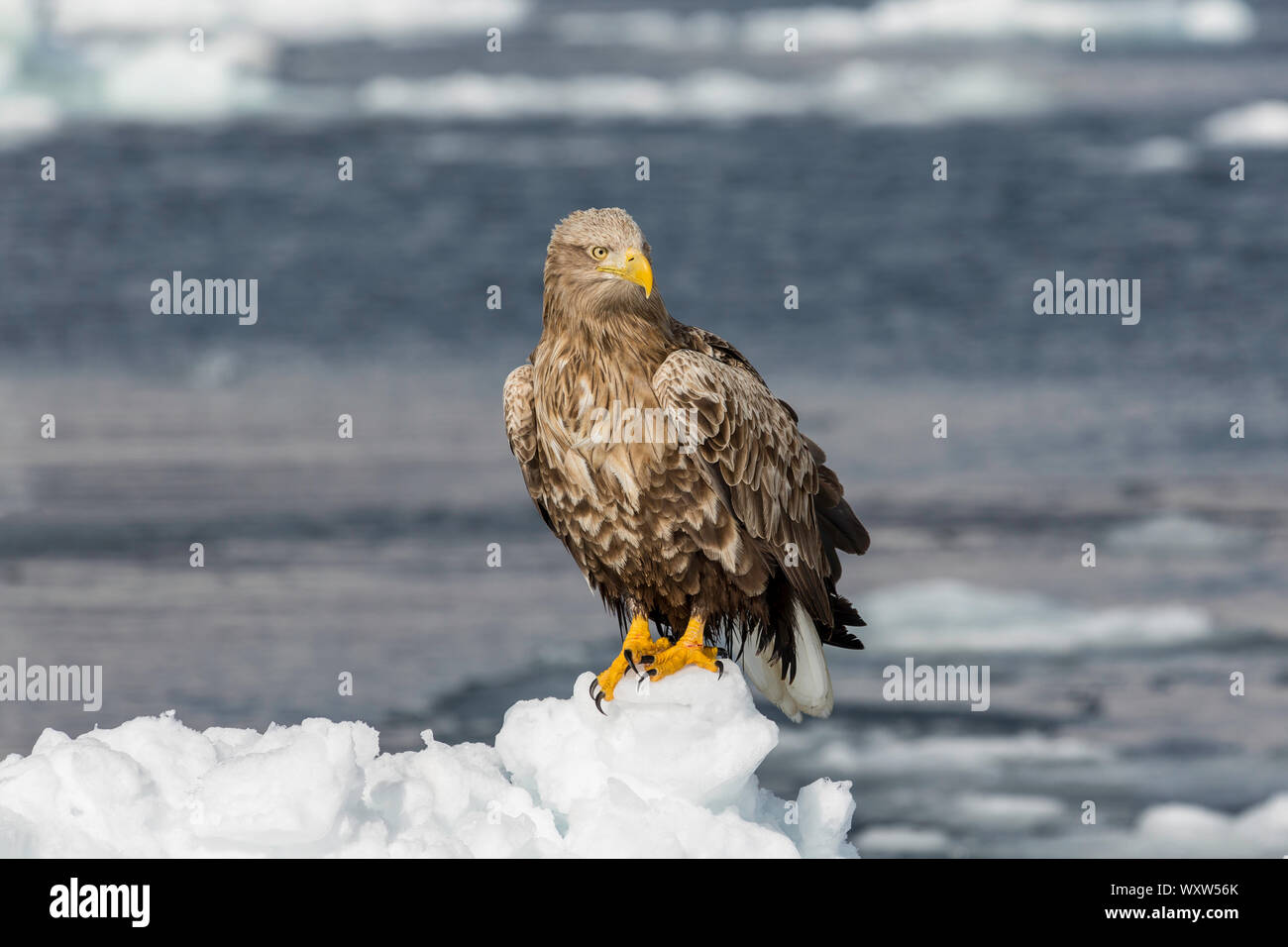 white tailed sea eagle perched on ice , hokkaido Japan Stock Photo