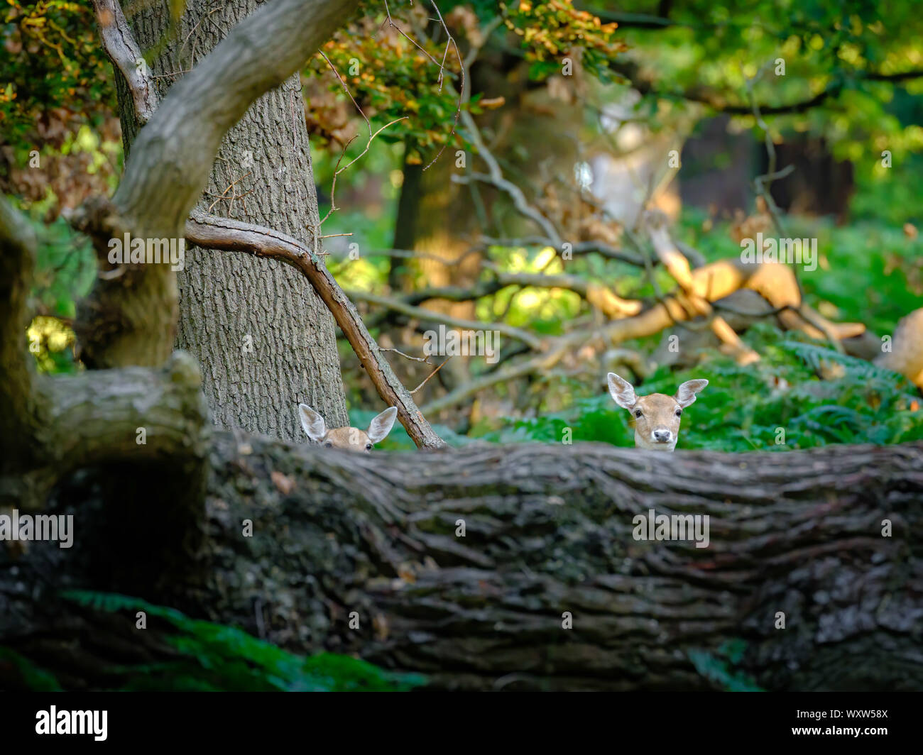 Deer in Richmond Park, London Stock Photo - Alamy