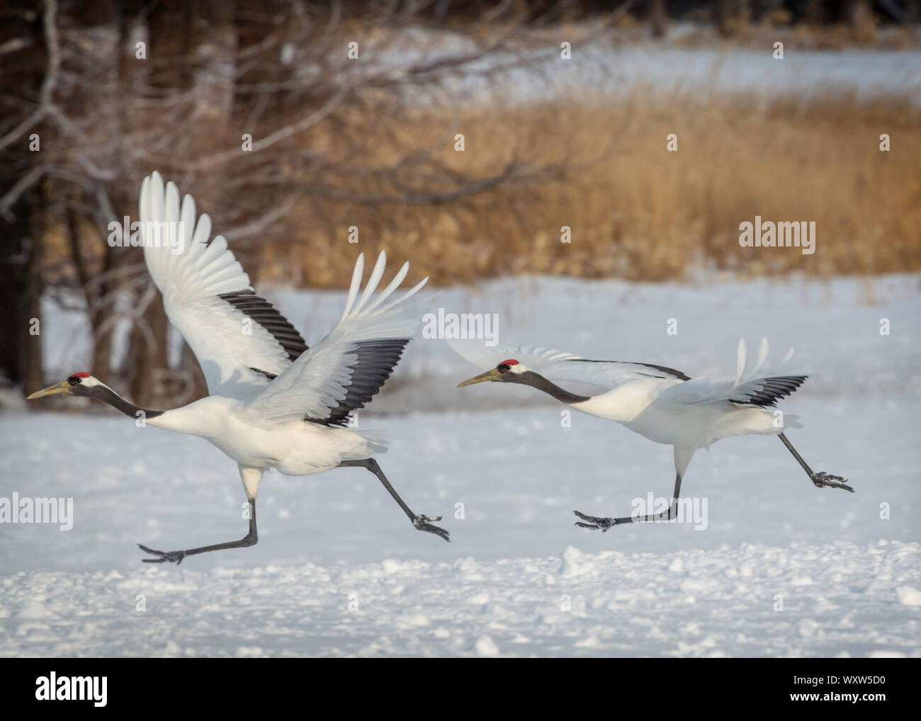 red crowned cranes pair taking off in the snow, hokkaido Stock Photo