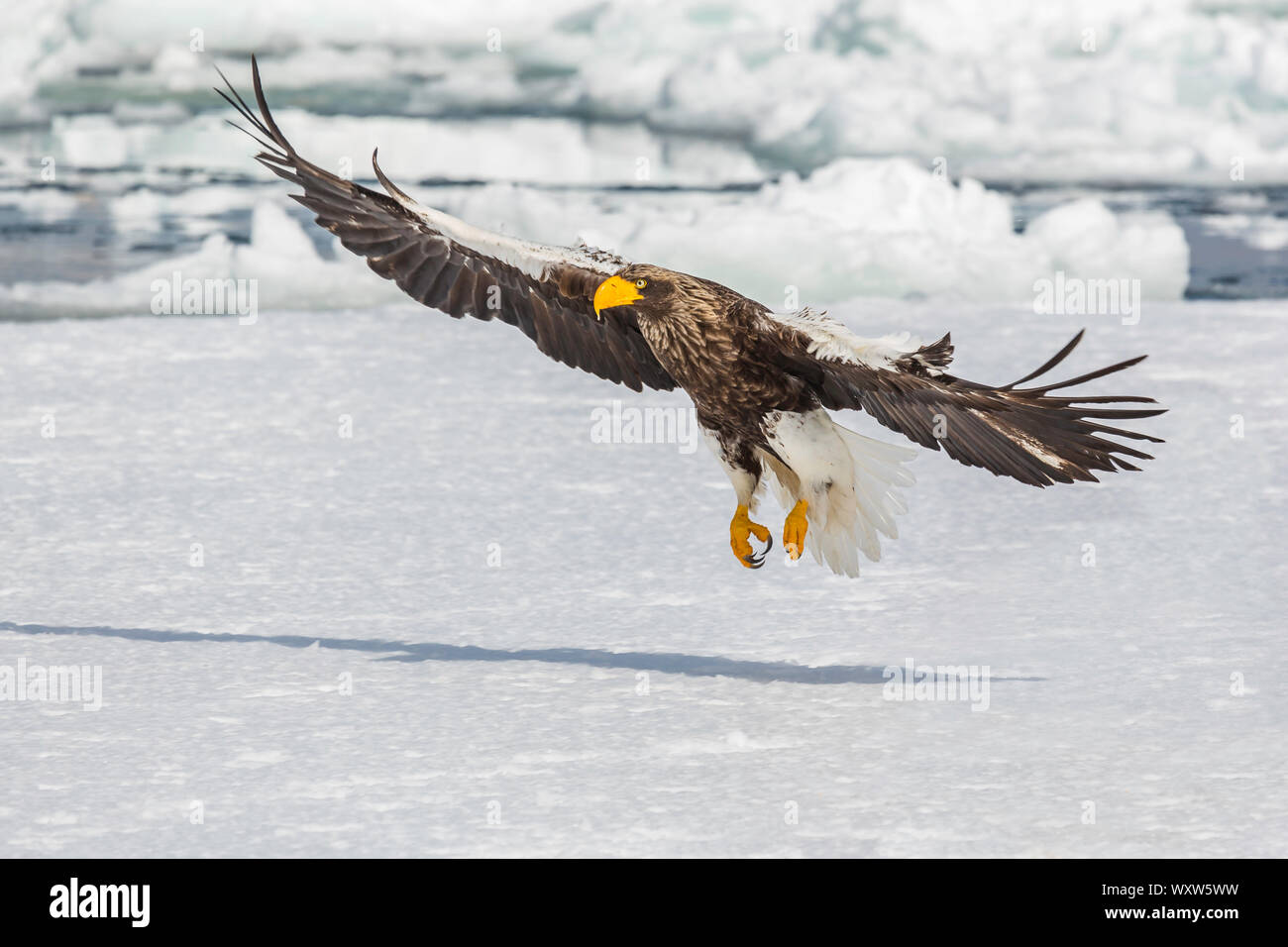 Steller's sea eagles in flight landing on ice pack, Hokkaido Stock Photo