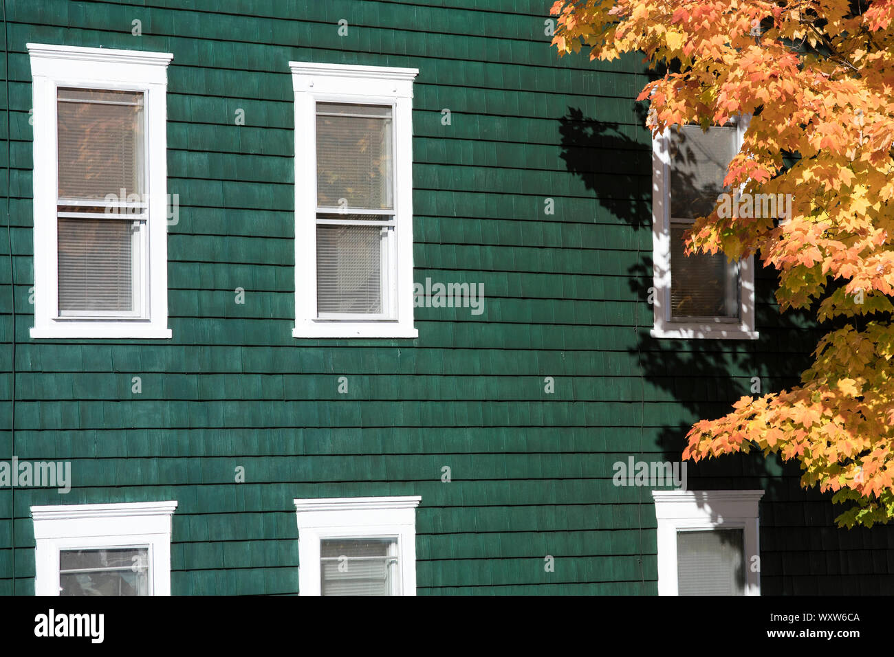 Traditional painted cedar shingle home and Maple tree in Fall color in ...