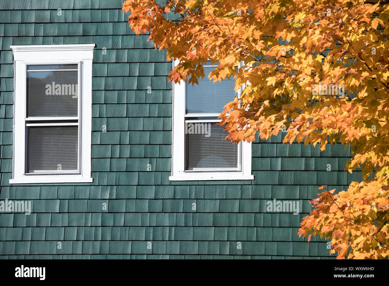 Traditional painted cedar shingle home and Maple tree in Fall color in Newport, Rhode Island