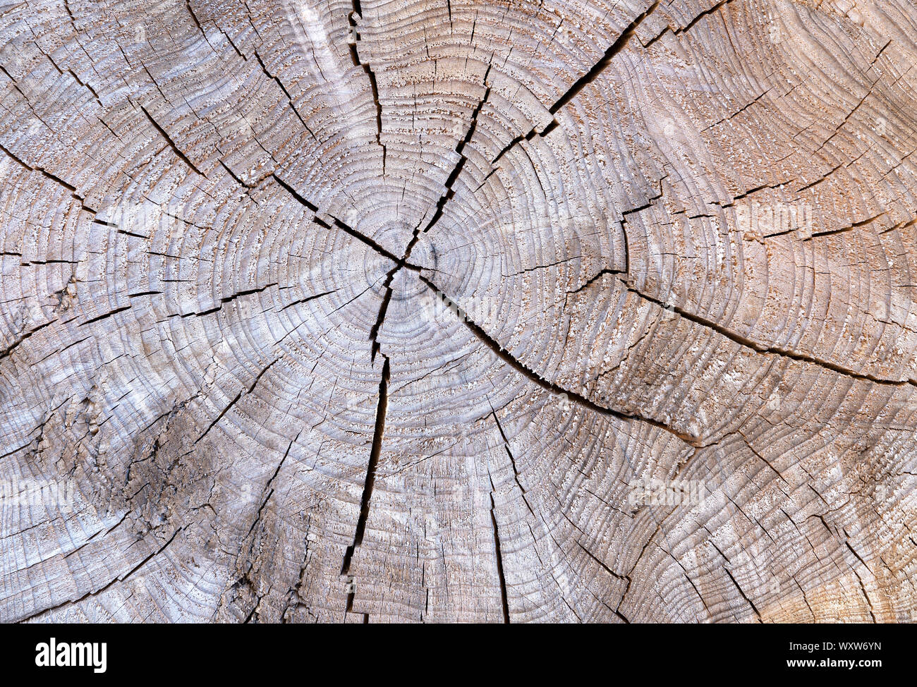 Cracked texture of a tree trunk Stock Photo