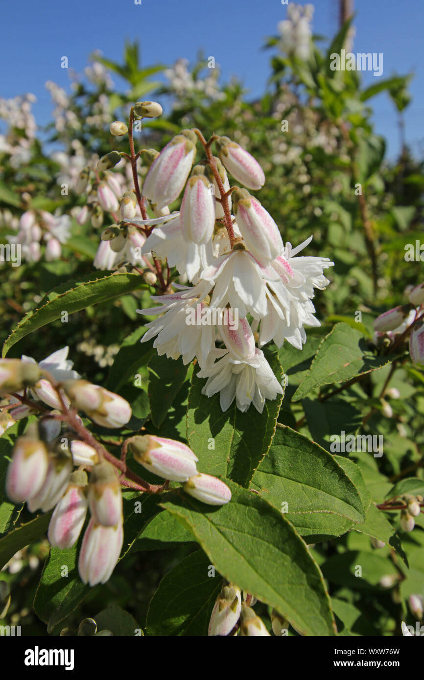White flowers shrub deytion Stock Photo