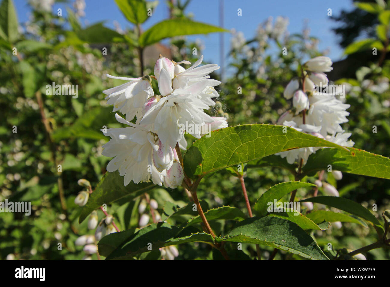 White flowers shrub deytion Stock Photo