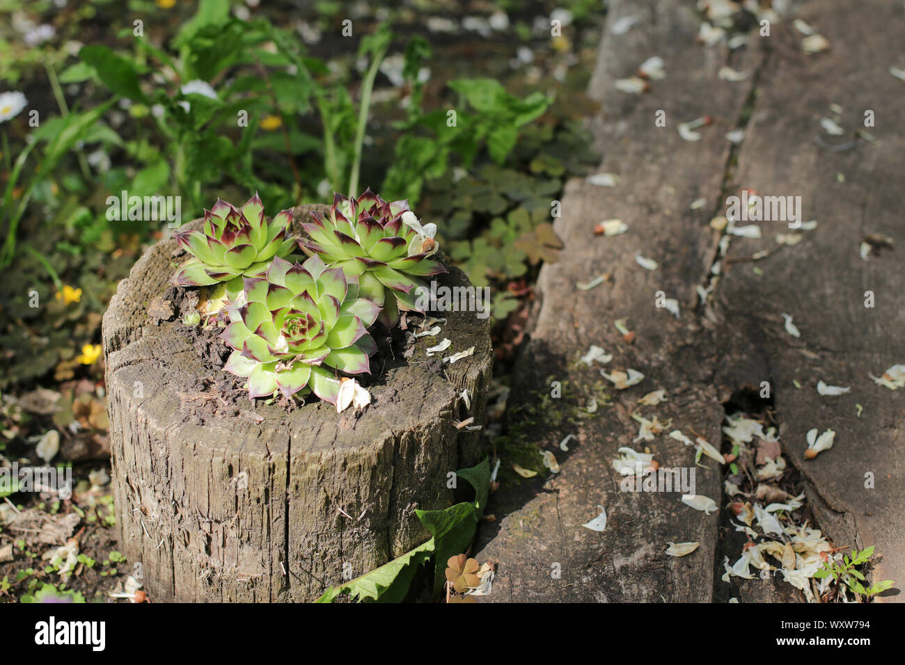 Succulents in landscape design: echeveria gilua planted on a stump Stock Photo