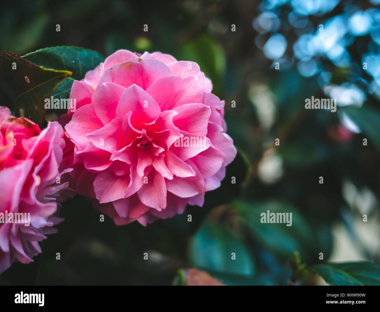 Rosa centifolia flower bloom in the garden Stock Photo