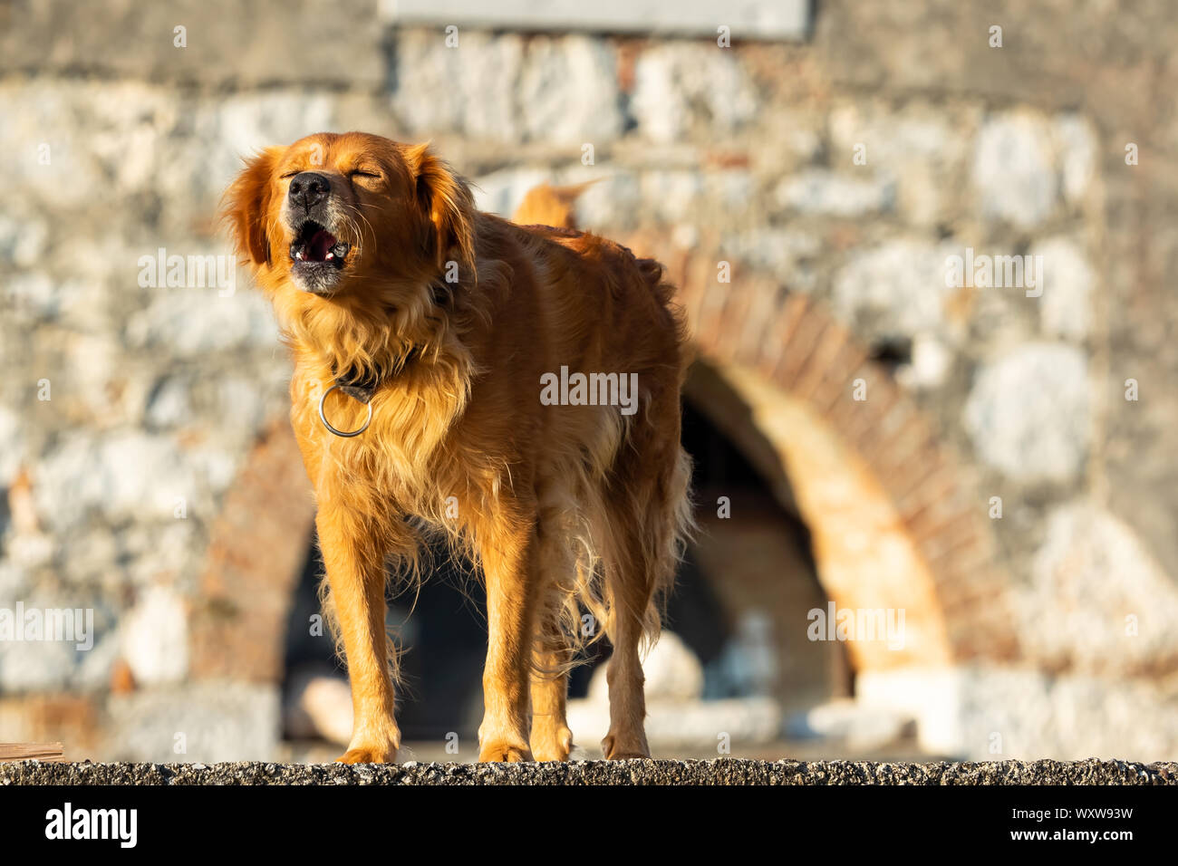 The dog is standing in front of the building wall and barking Stock Photo