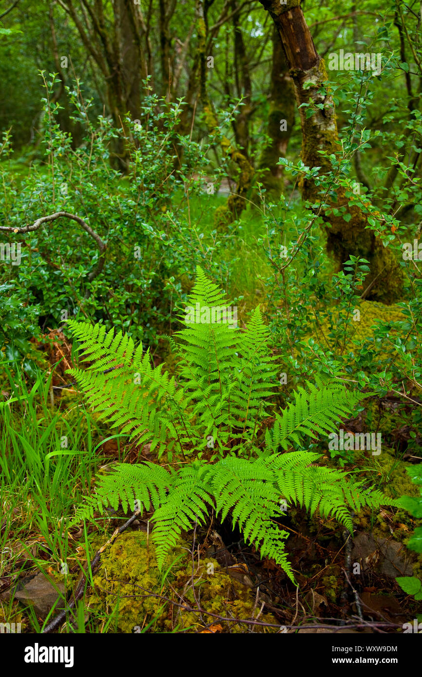 Sendero natural en reserva hi-res stock photography and images - Alamy