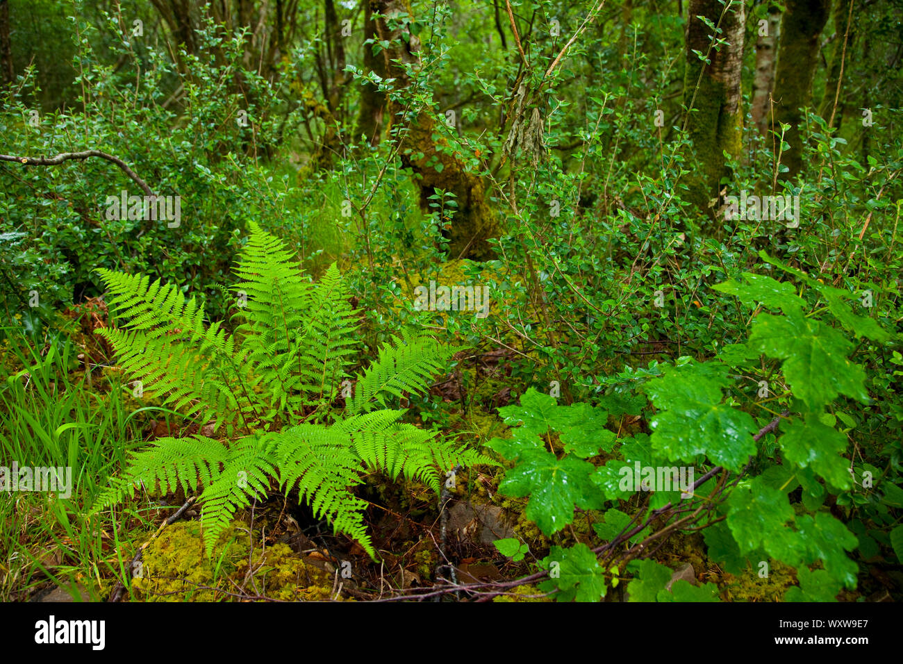 Sendero natural en reserva hi-res stock photography and images - Alamy