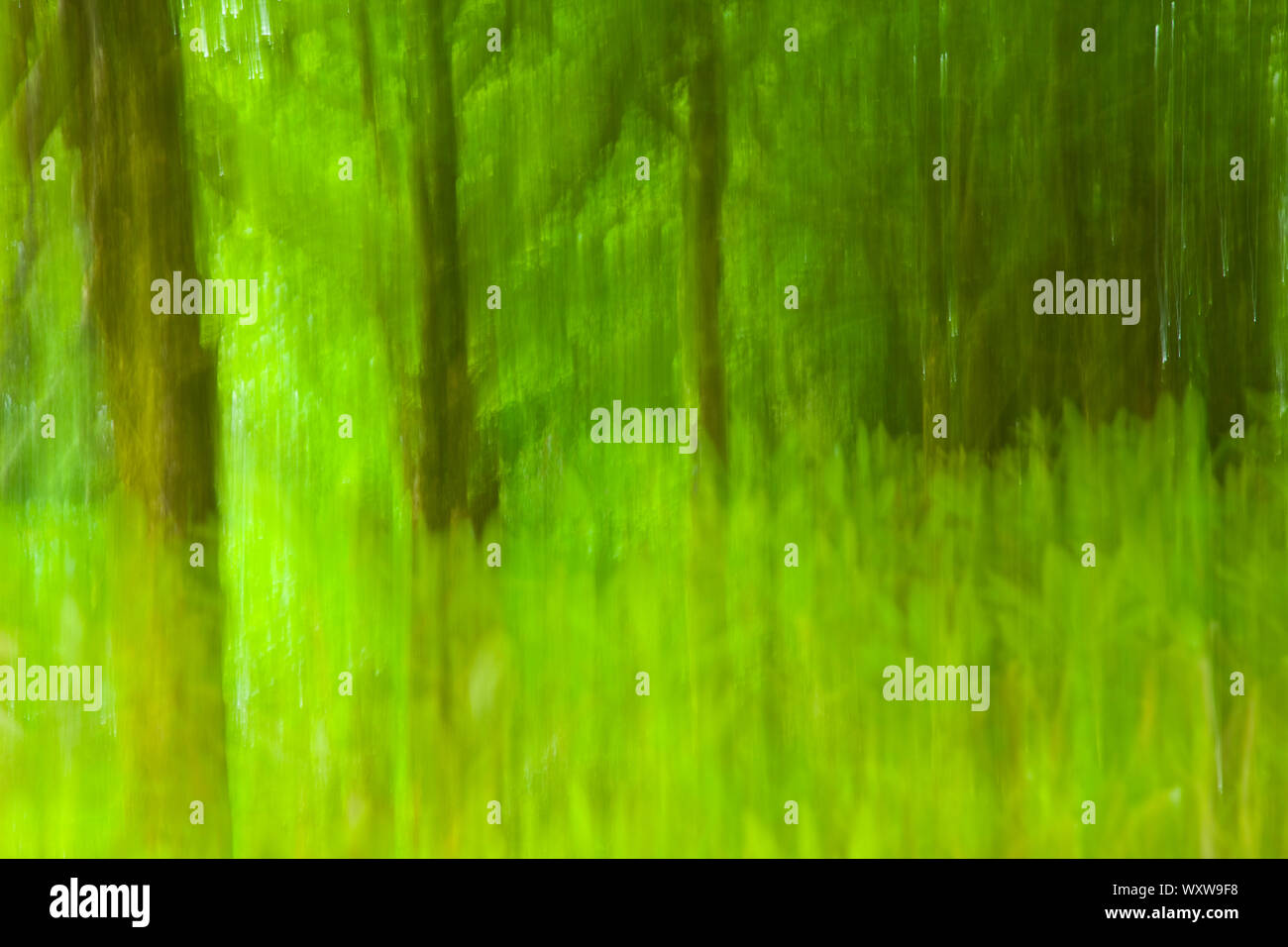 Sendero natural en reserva hi-res stock photography and images - Alamy