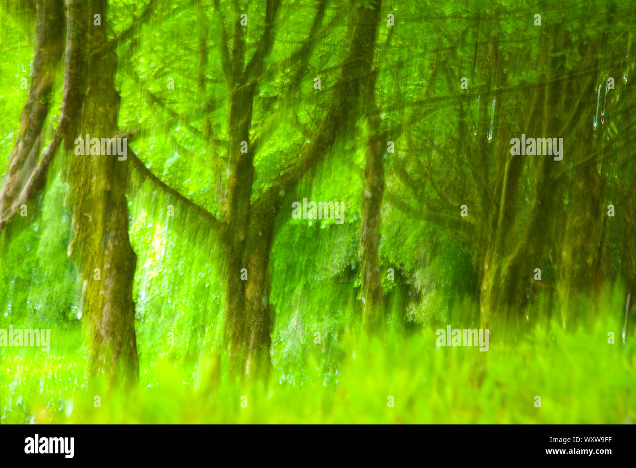 Sendero natural en reserva hi-res stock photography and images - Alamy
