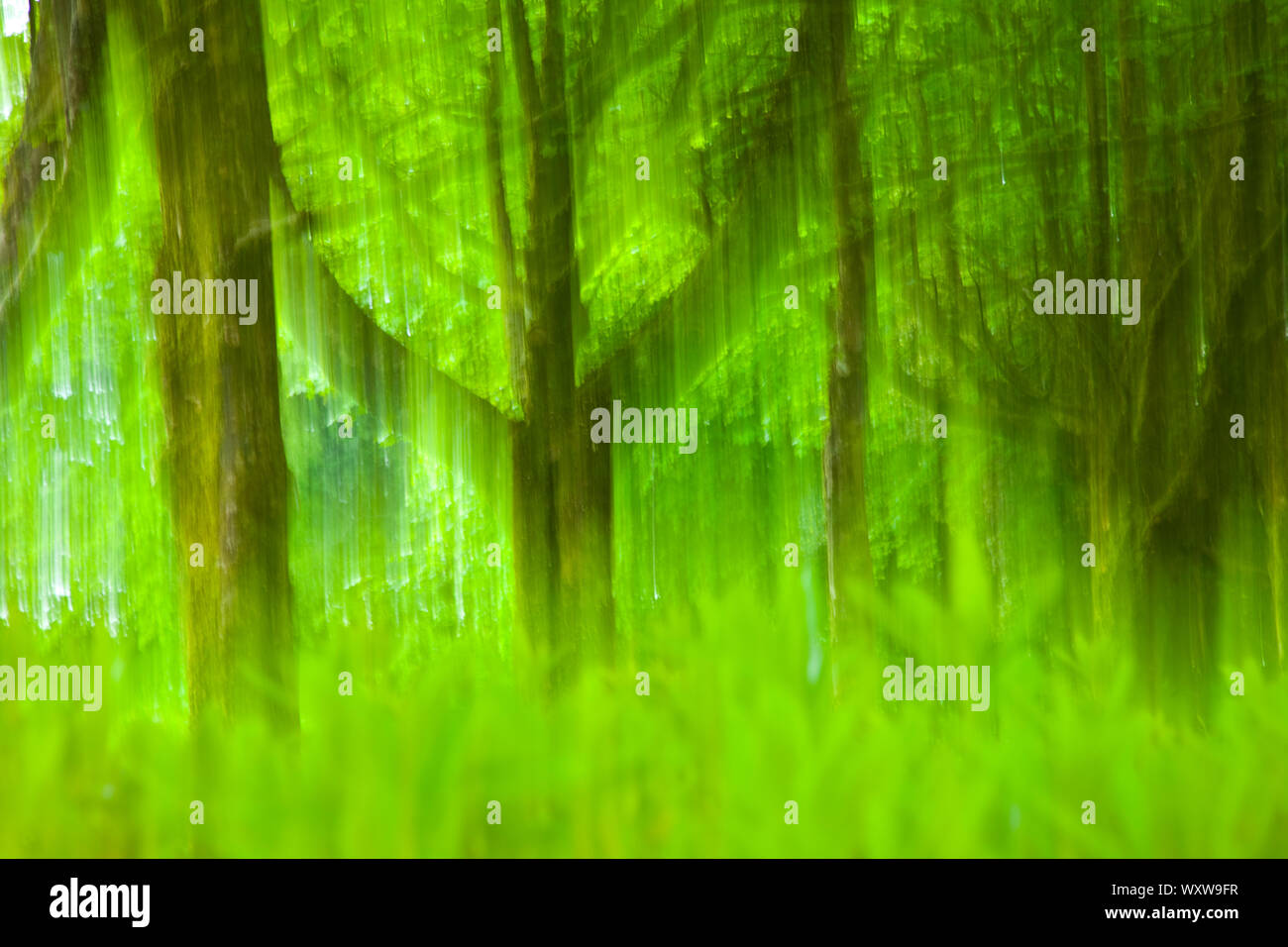Sendero natural en reserva hi-res stock photography and images - Alamy