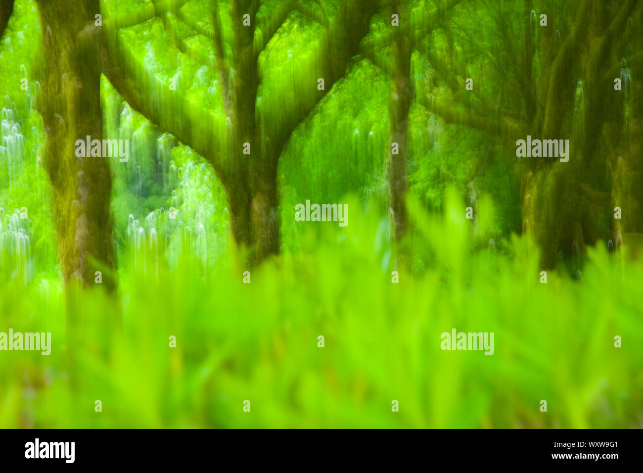 Sendero natural en reserva hi-res stock photography and images - Alamy