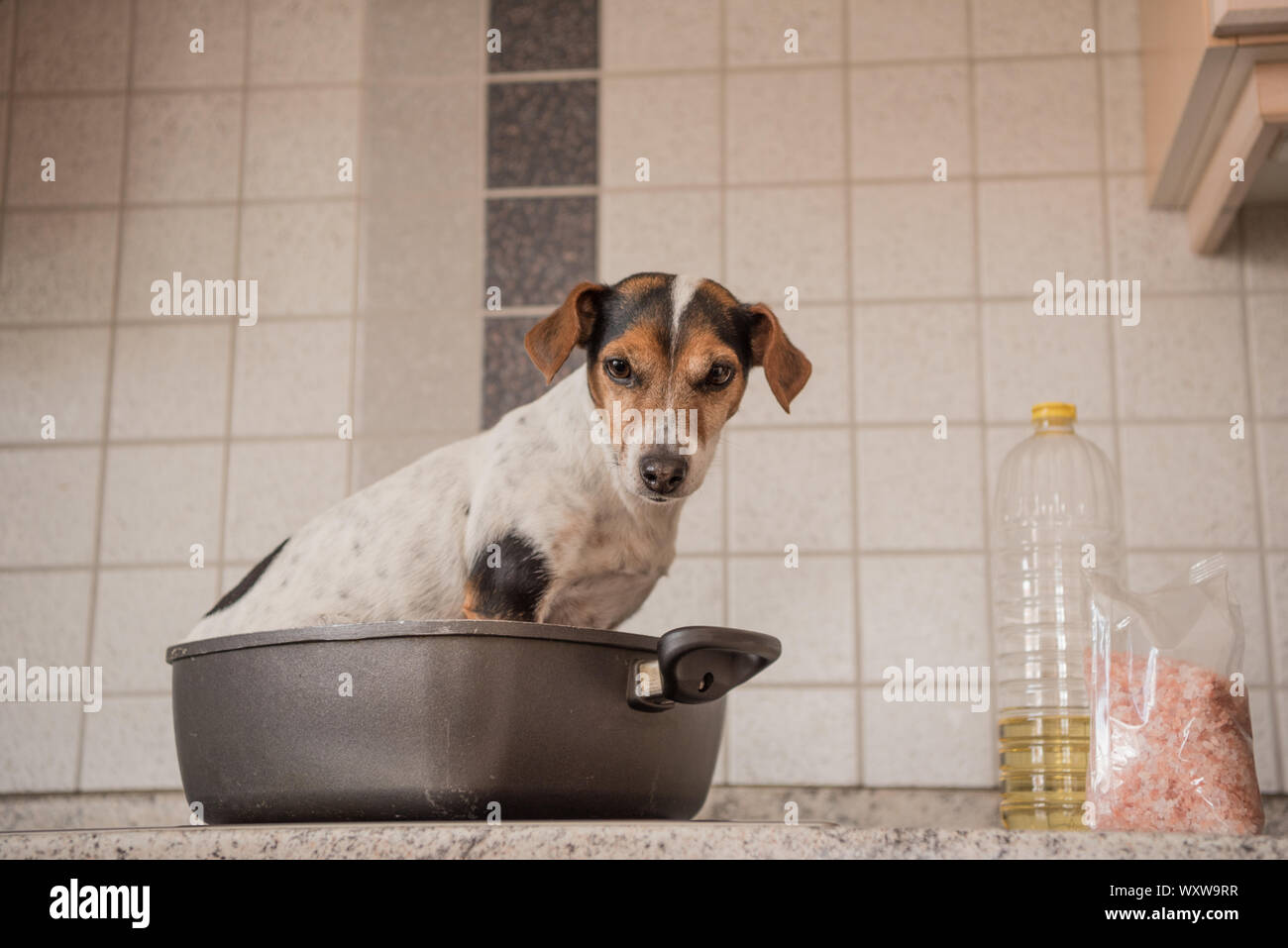 Jack Russell Terrier dog in the pan - hot dog Stock Photo