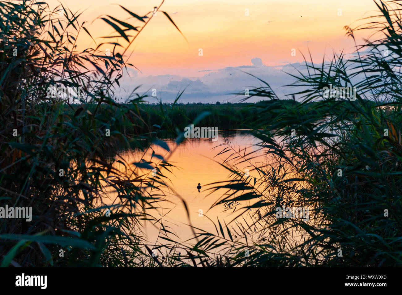 ebro delta natural park landscape at dawn in the early morning, with river with goose and birds and rich vegetation. Warm colors of the sky reflected Stock Photo