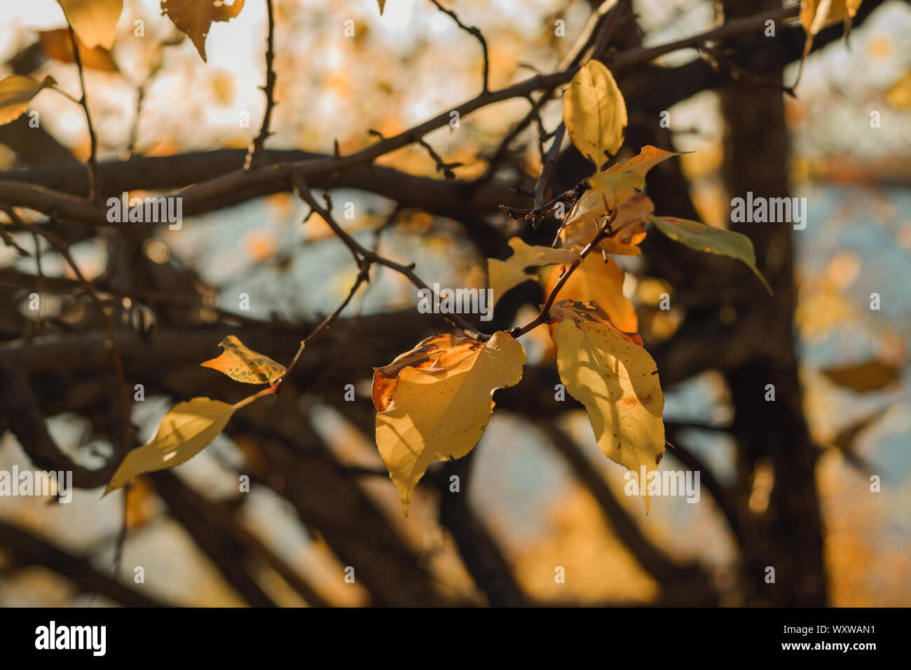 Autumn yellow, orange, red leaves on a tree branch in the rays of the setting sun Stock Photo ...
