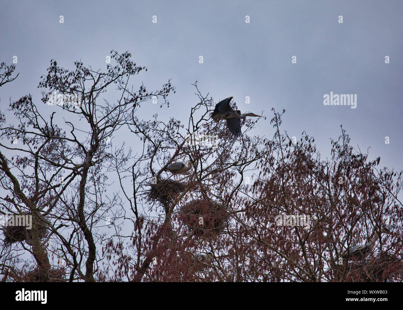 Herons (Ardeidae) nests and a heron flying from tall tree around Isbladskarret a small lake on the island of Djurgarden, Stockholm, Sweden Stock Photo