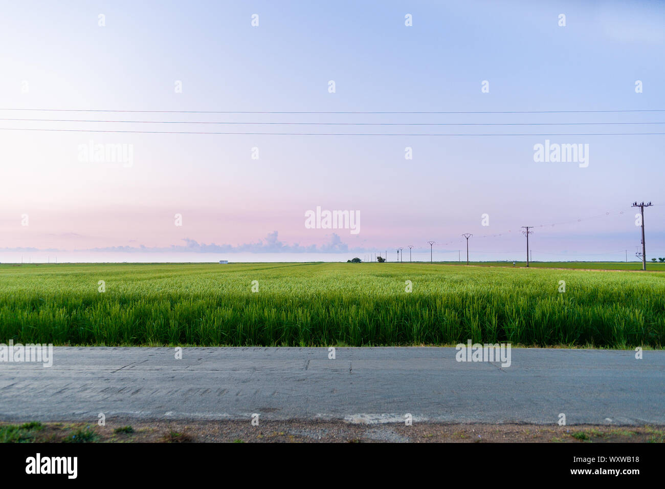 peaceful and minimalistic scene of paddy field in the early morning dawn with warm and purple light and few clouds in the sky in the ebro delta park Stock Photo