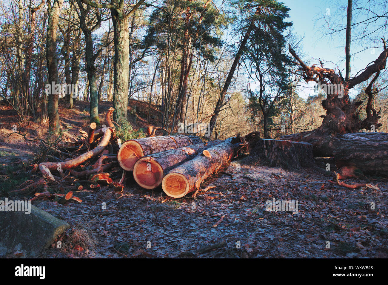 Freshly cut tree trunks logs, Hagaparken, Solna, Stockholm, Sweden Stock Photo