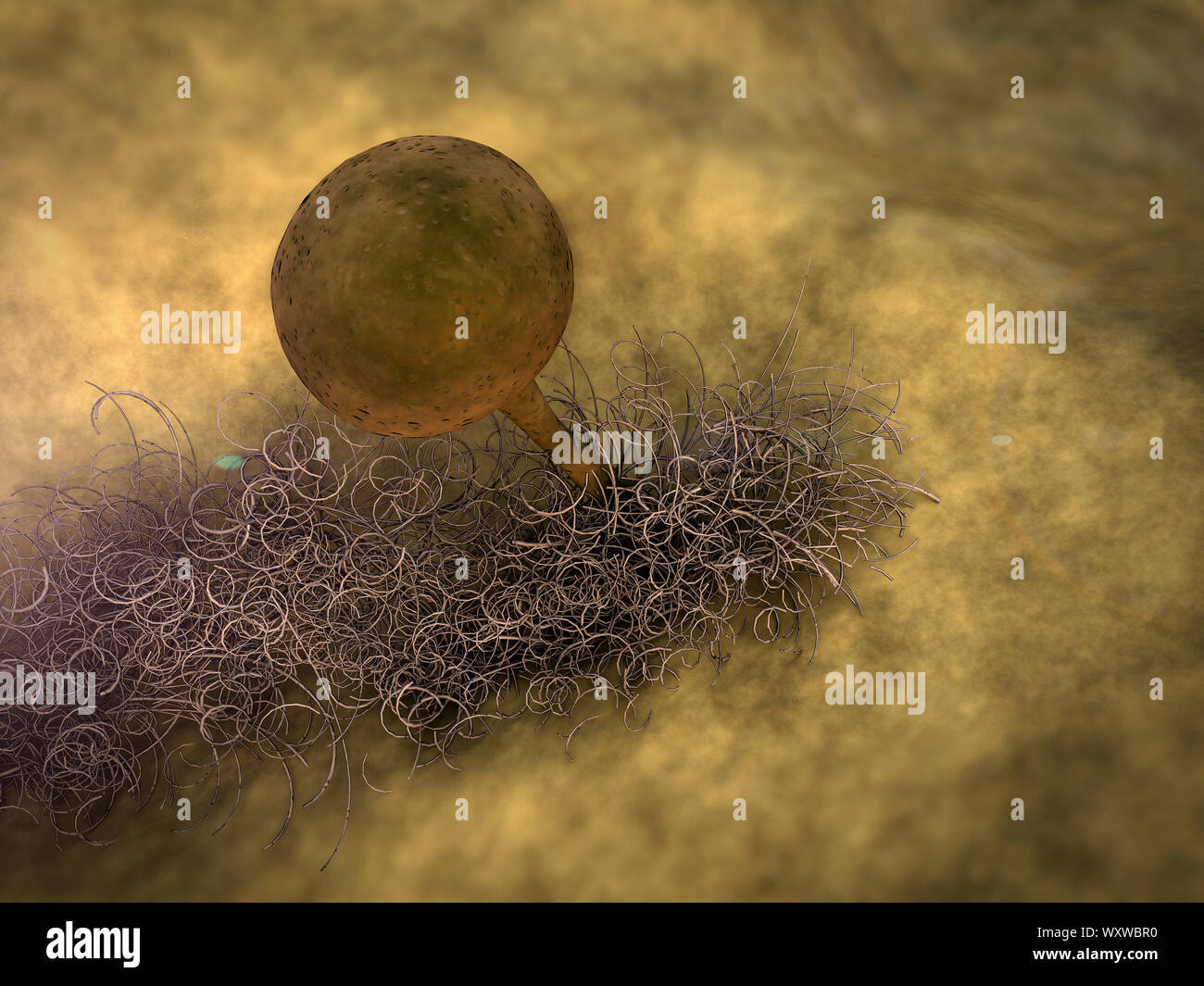 reproduction of fungi, fungus growing, growth of the fungus Stock Photo - Alamy reproduction of fungi, fungus growing, growth of the fungus Stock Photo - Alamy