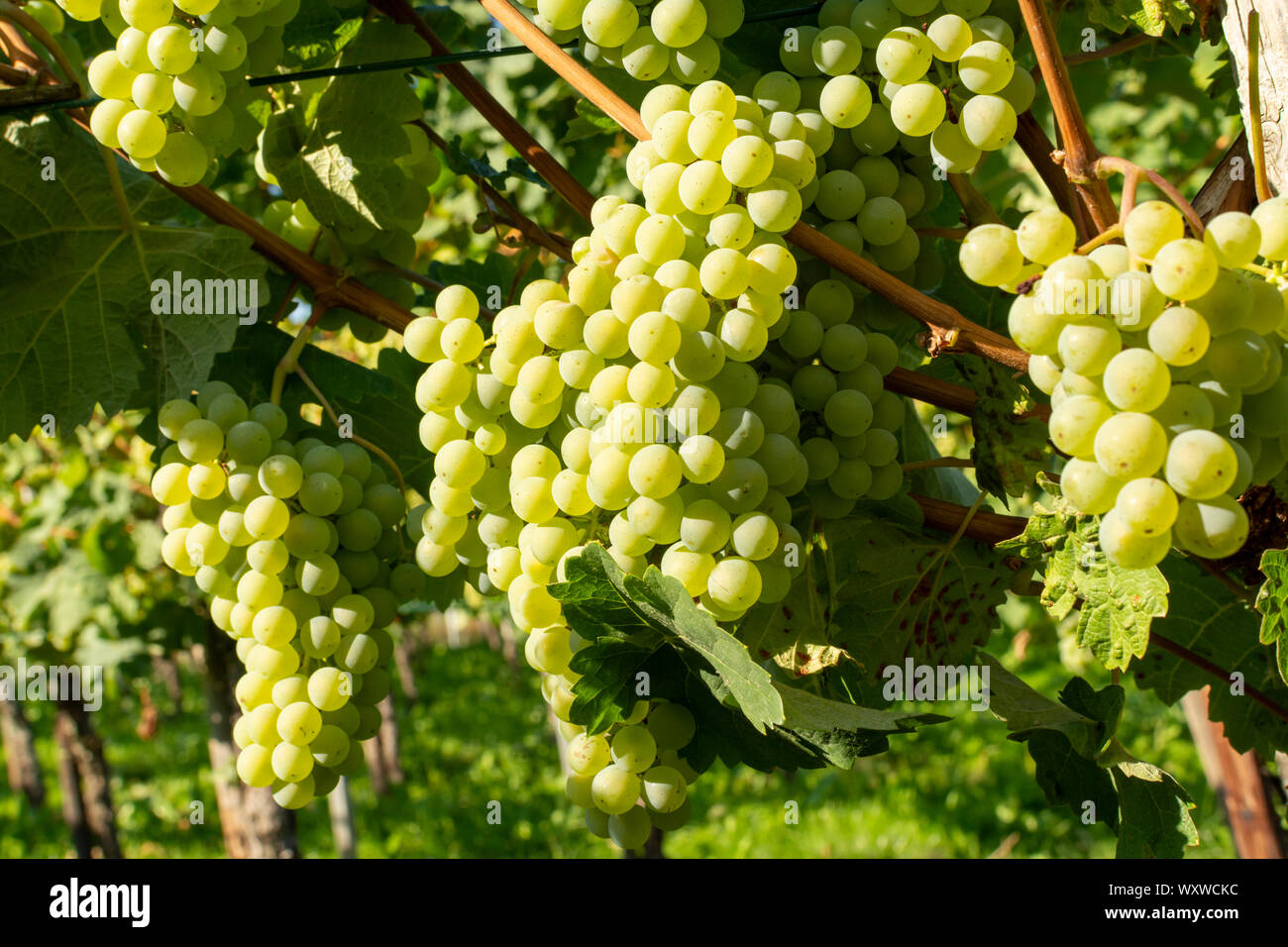 Vineyard with growing white wine grapes, riesling or chardonnay ...